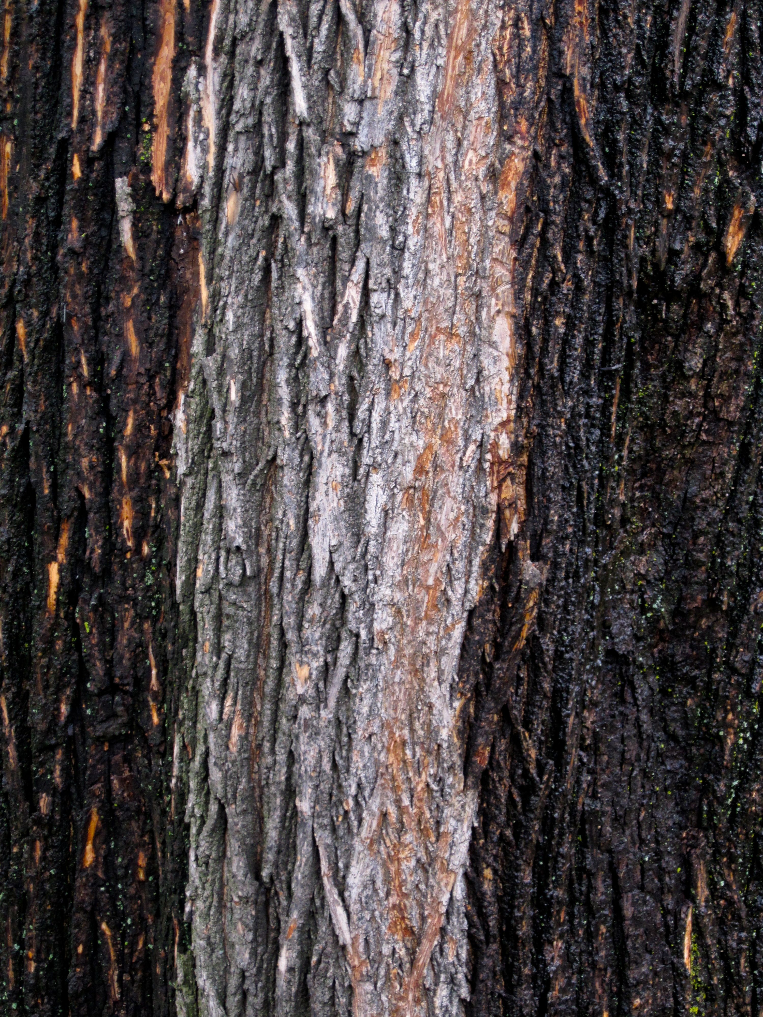 Tree Museum tree number 10