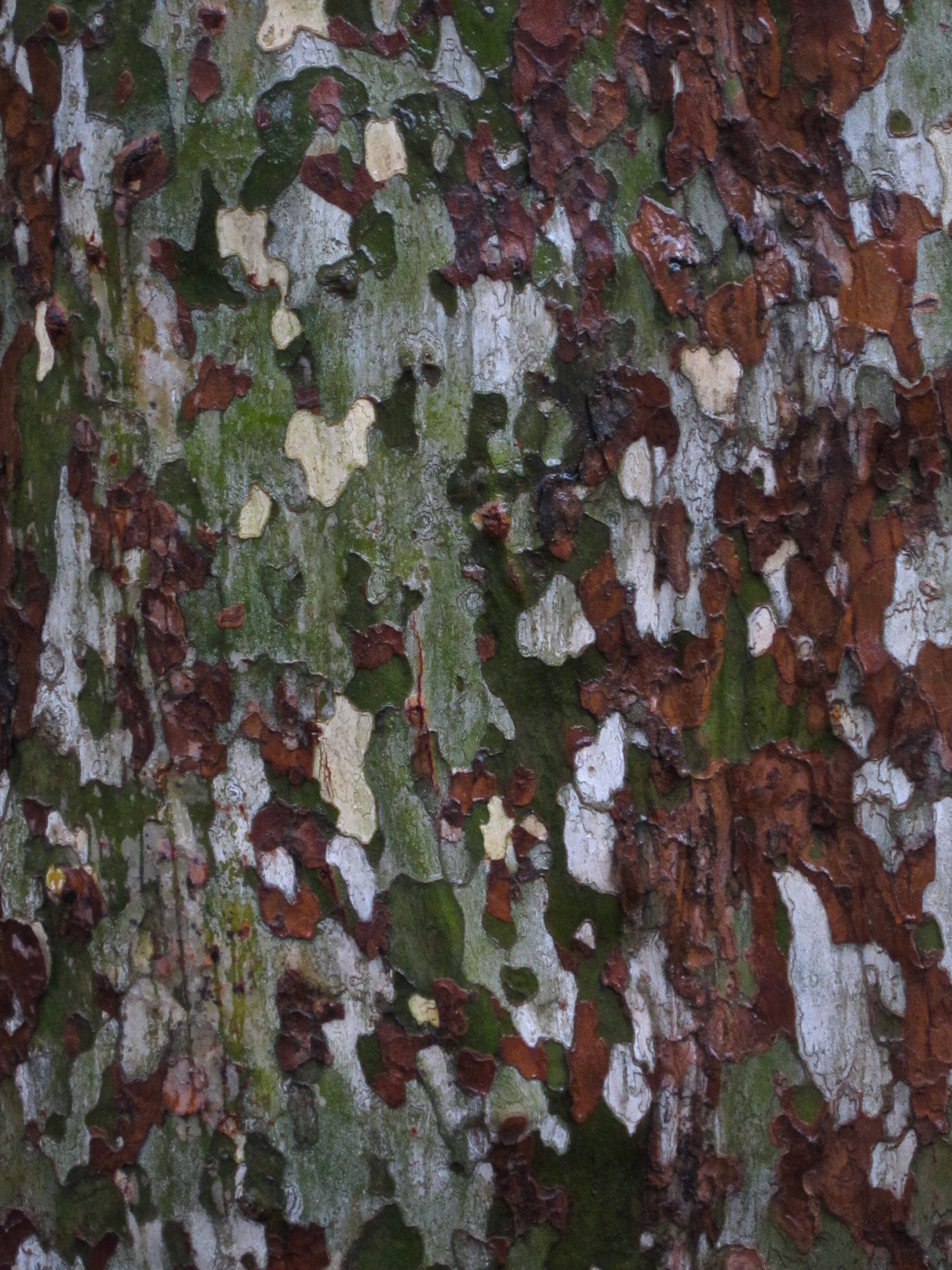 Tree Museum tree number 12