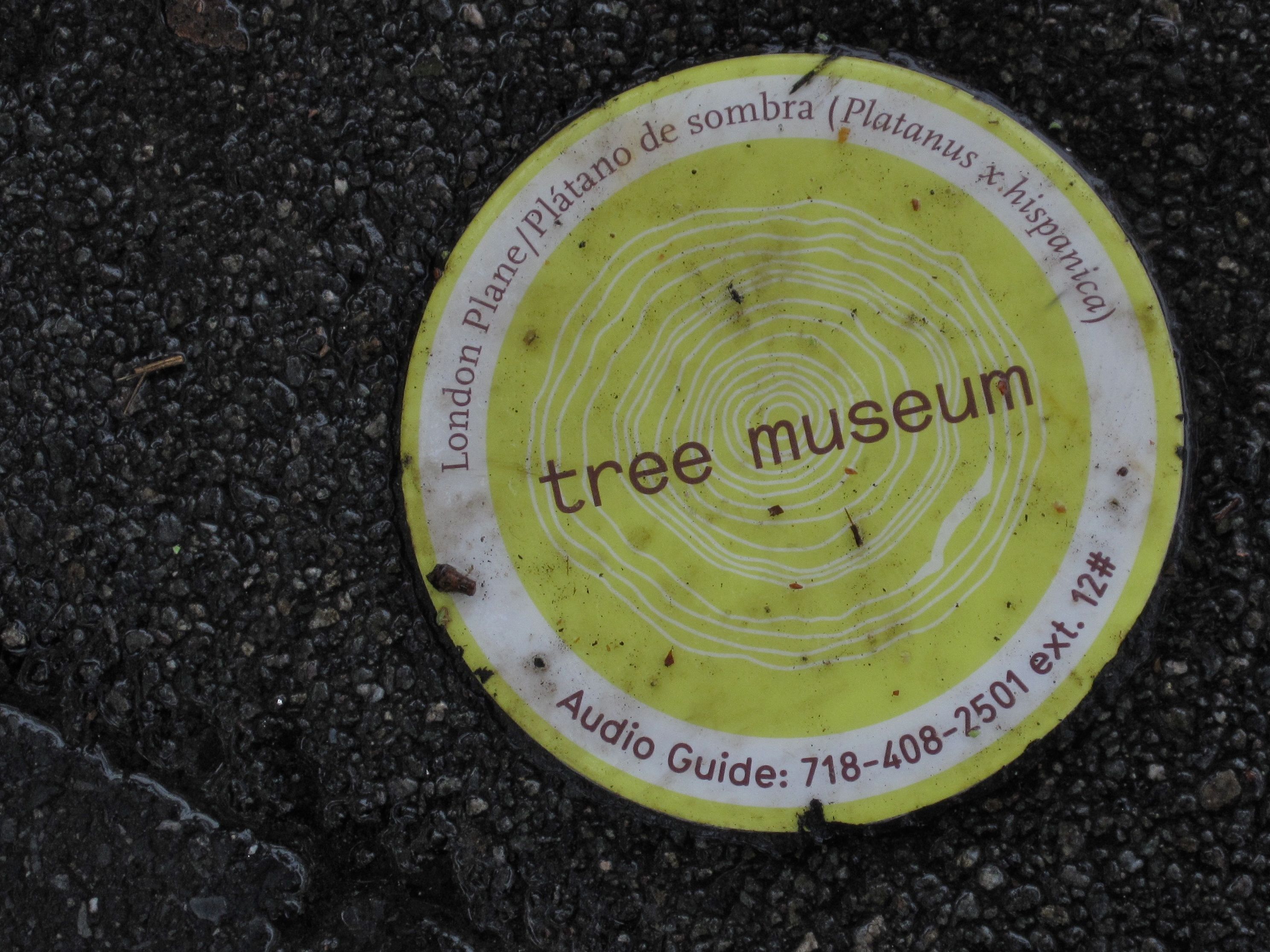 Tree Museum tree number 12