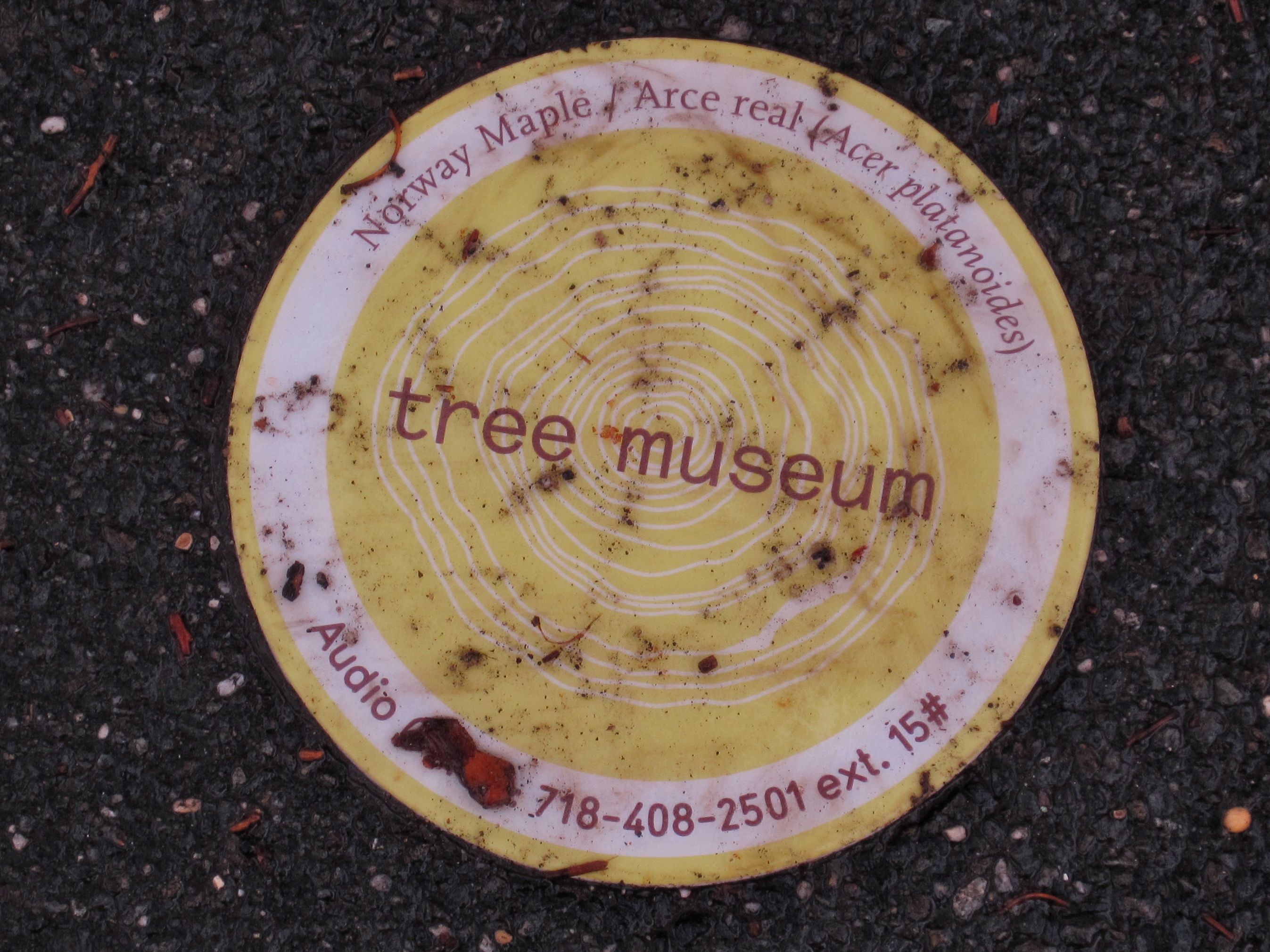 Tree Museum tree number 15