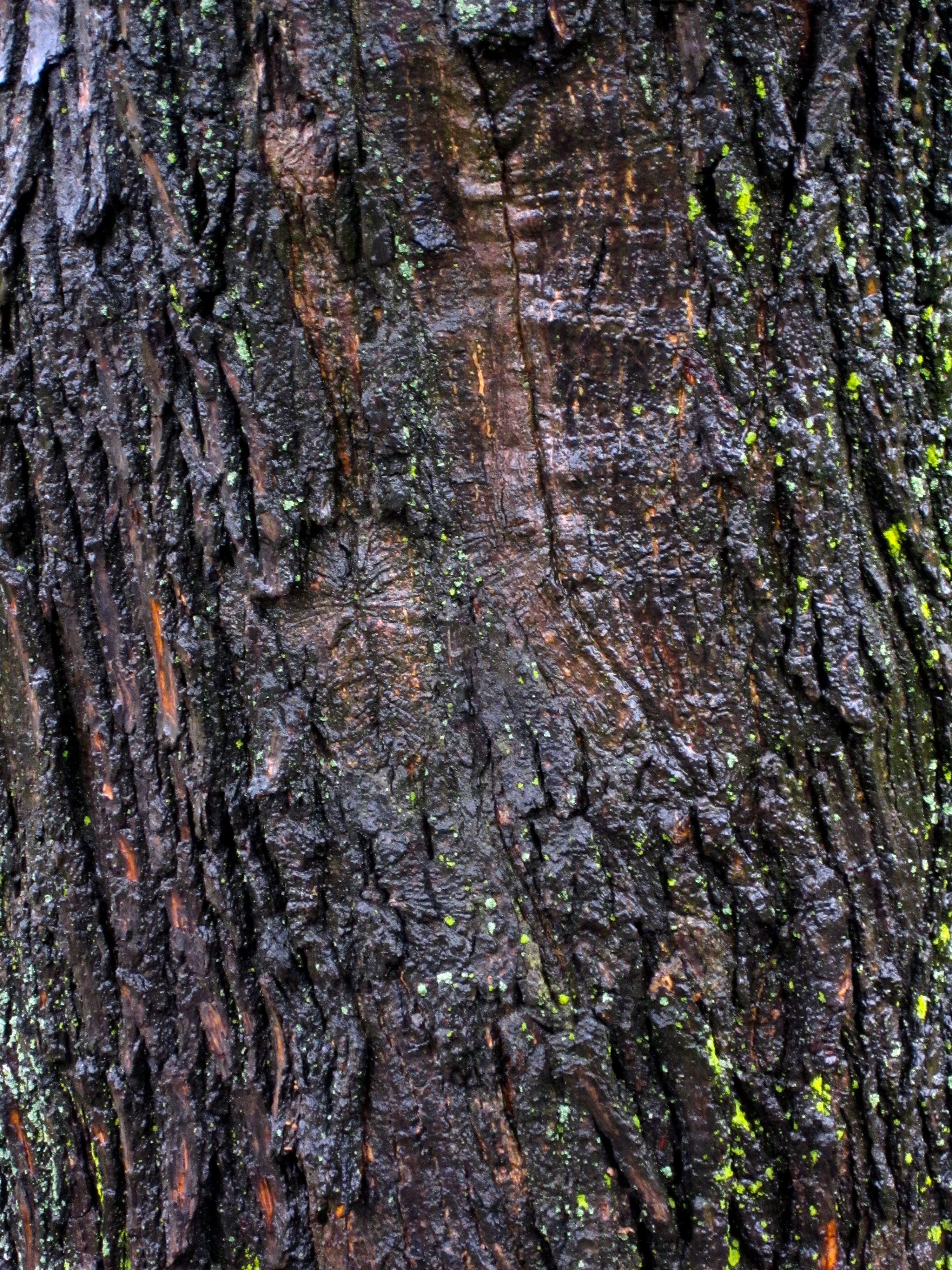 Tree Museum tree number 15