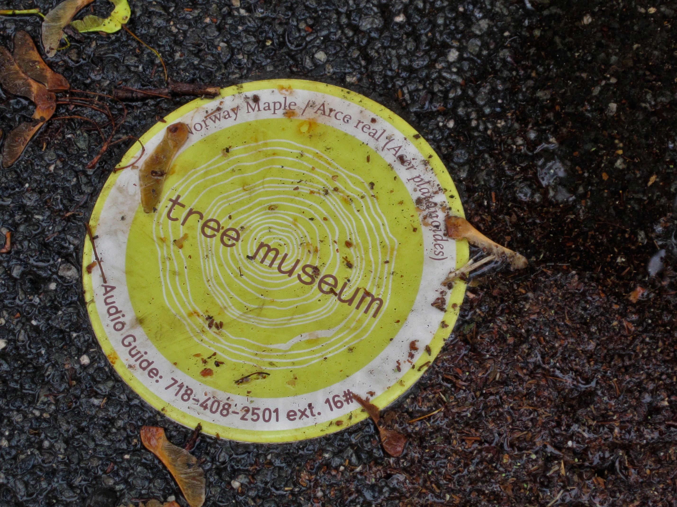 Tree Museum tree number 16