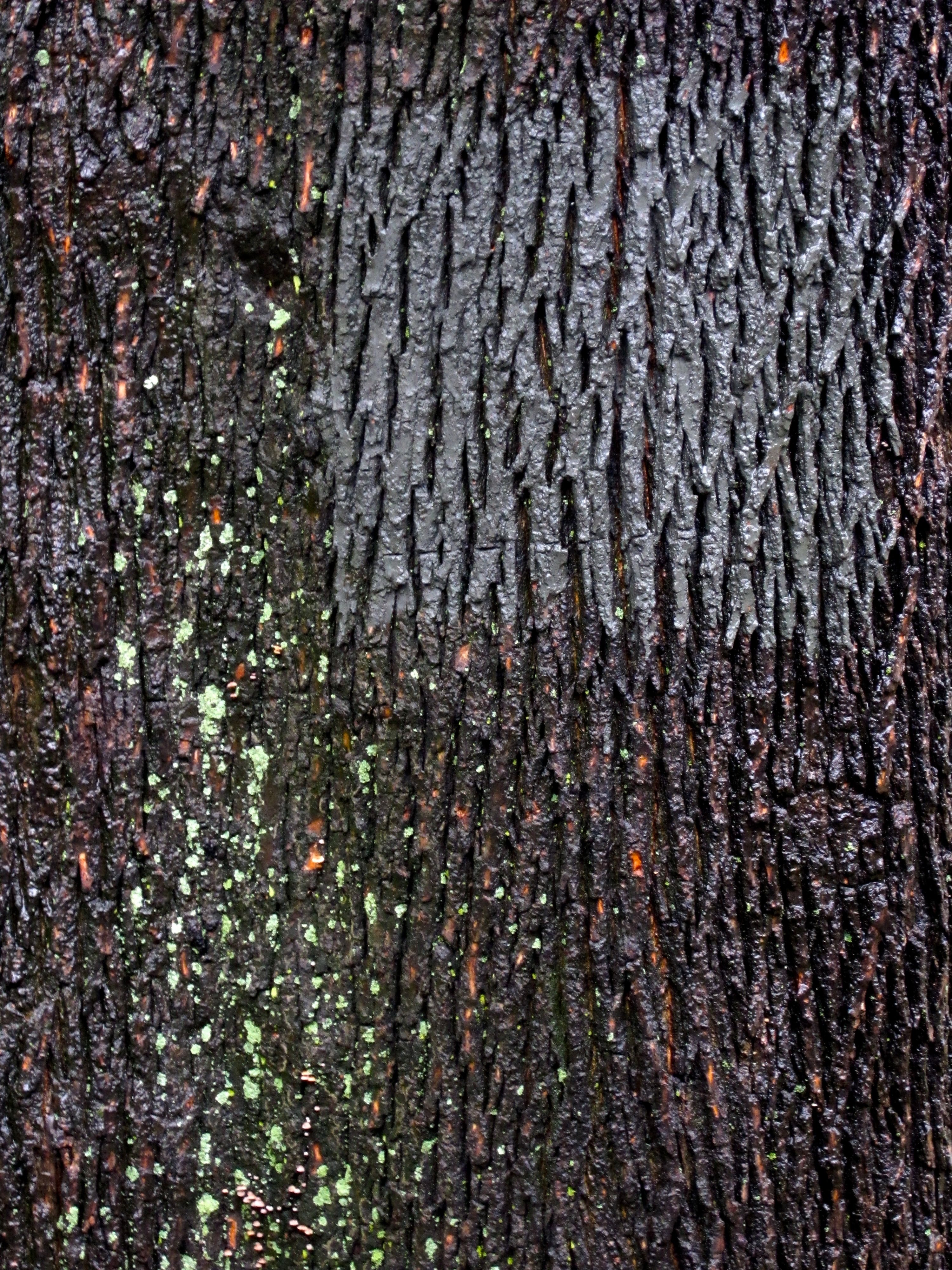 Tree Museum tree number 16