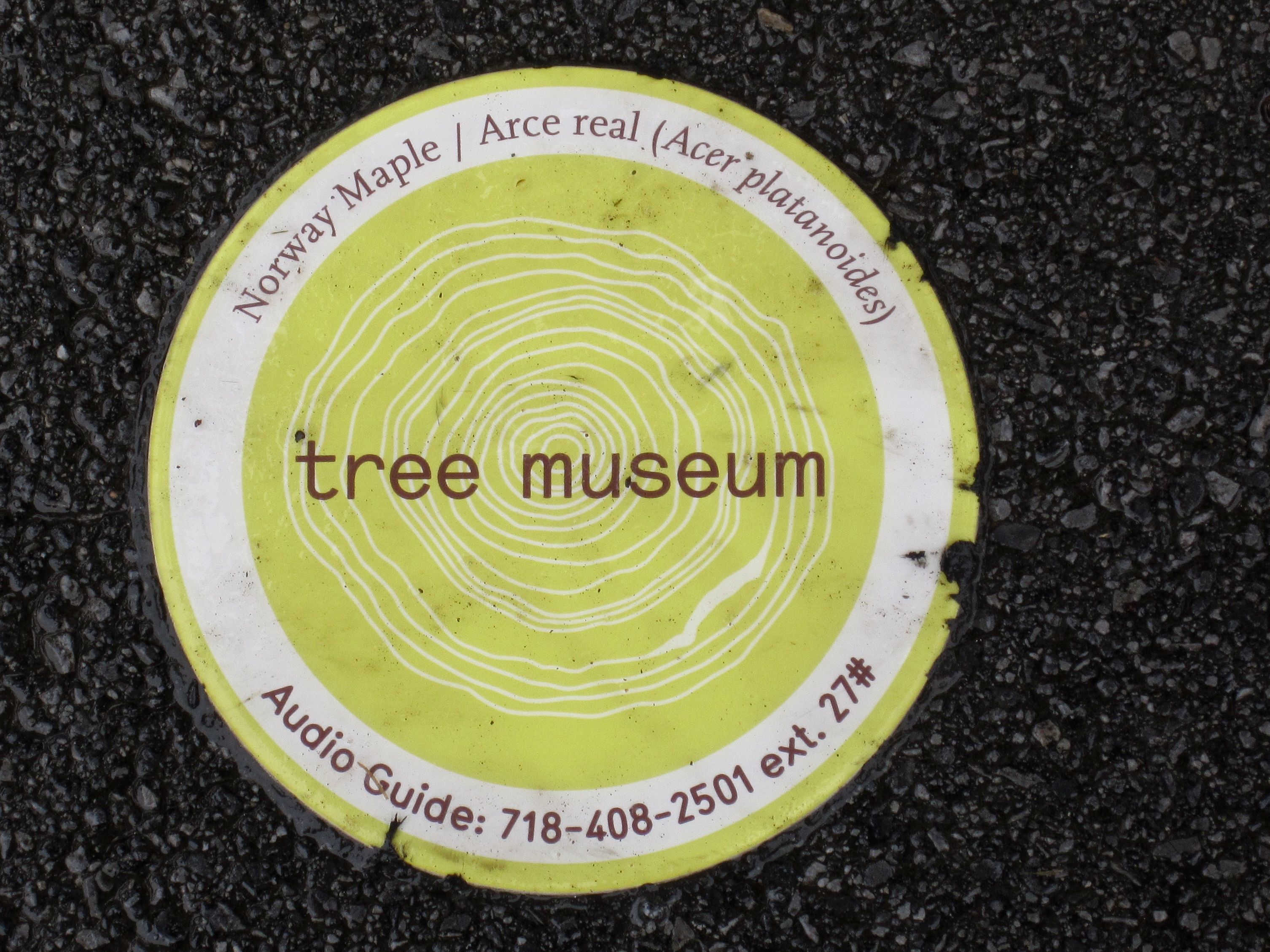 Tree Museum tree number 27