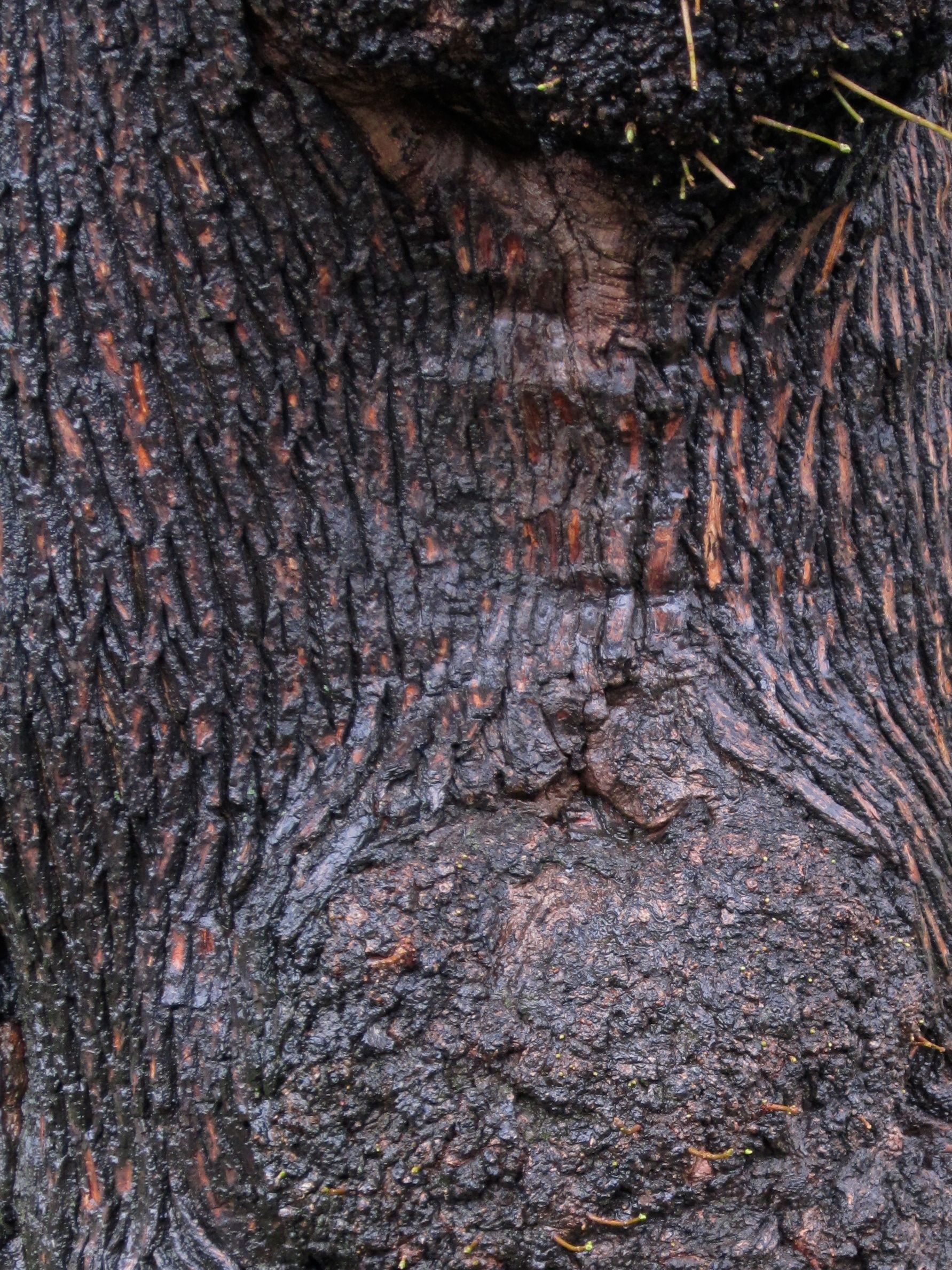 Tree Museum tree number 27