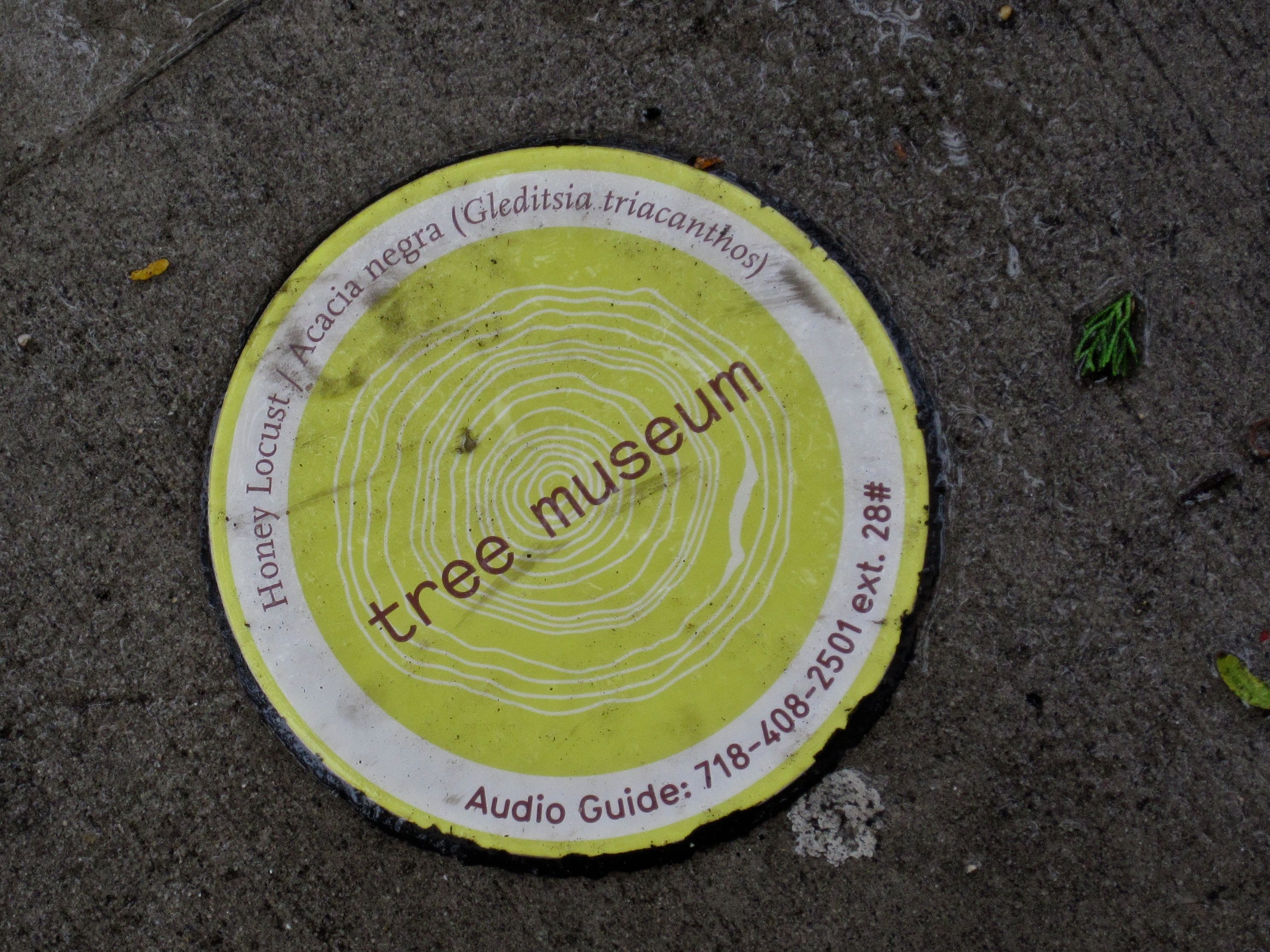 Tree Museum tree number 28