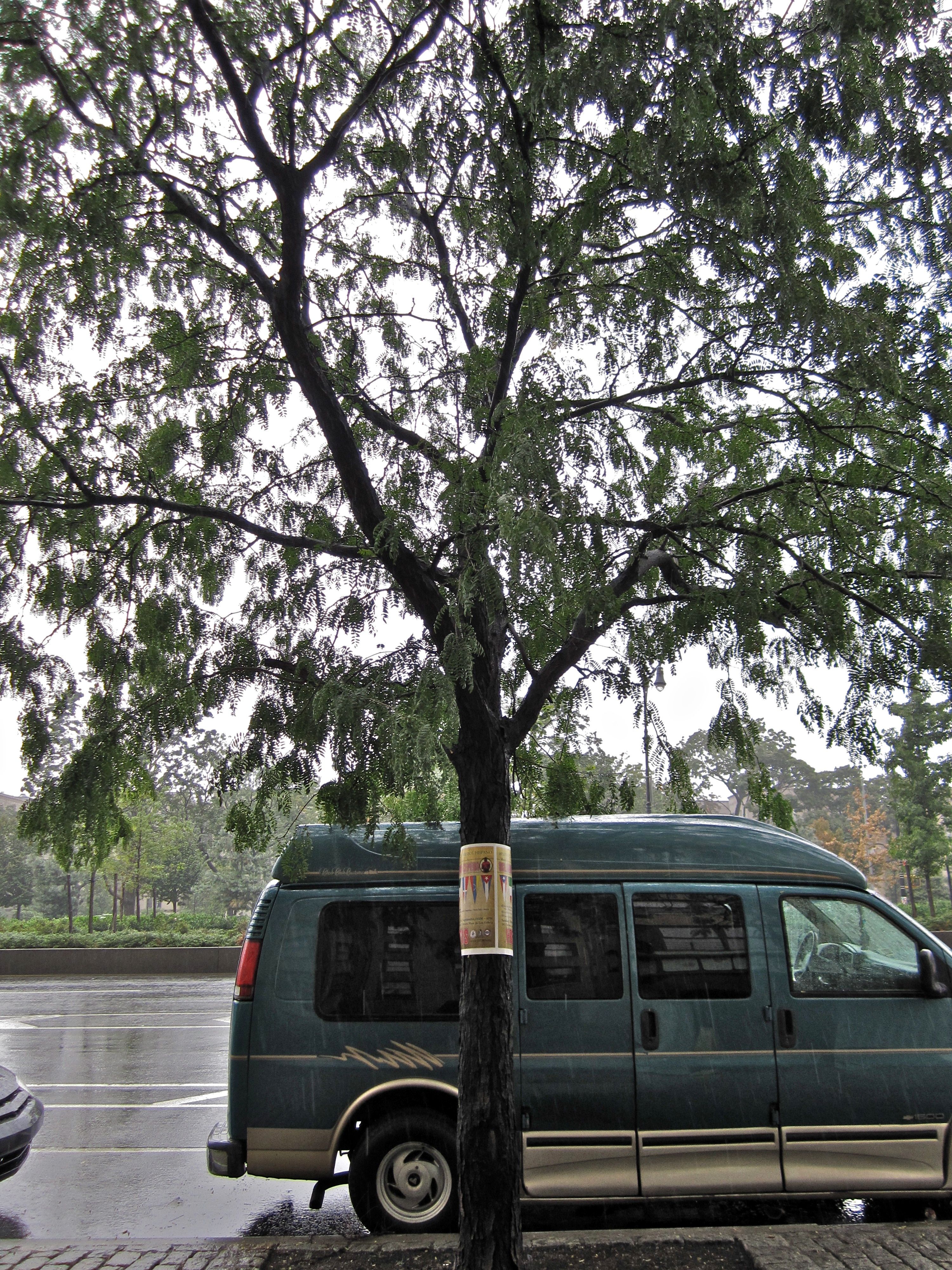 Tree Museum tree number 28