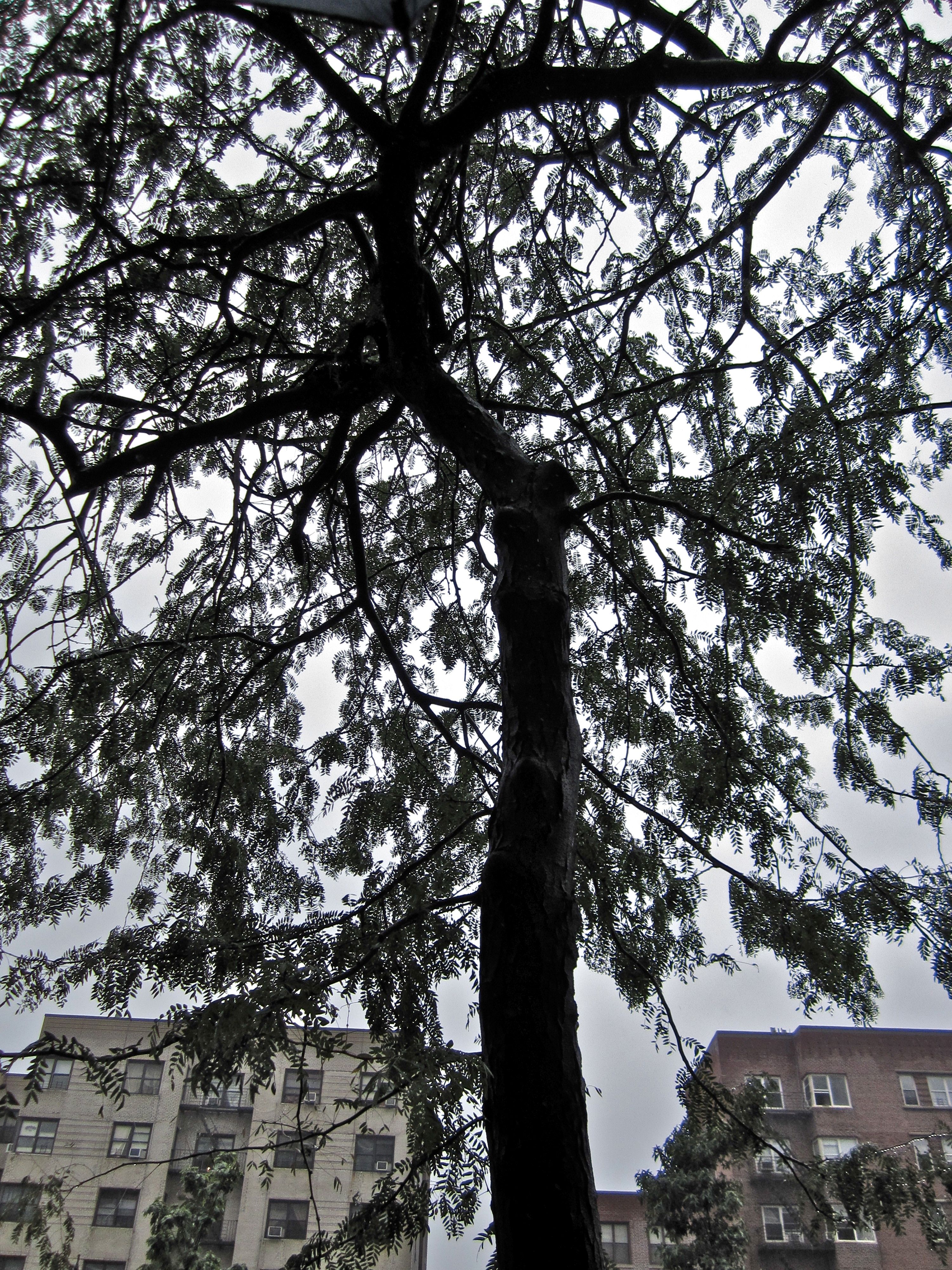 Tree Museum tree number 31