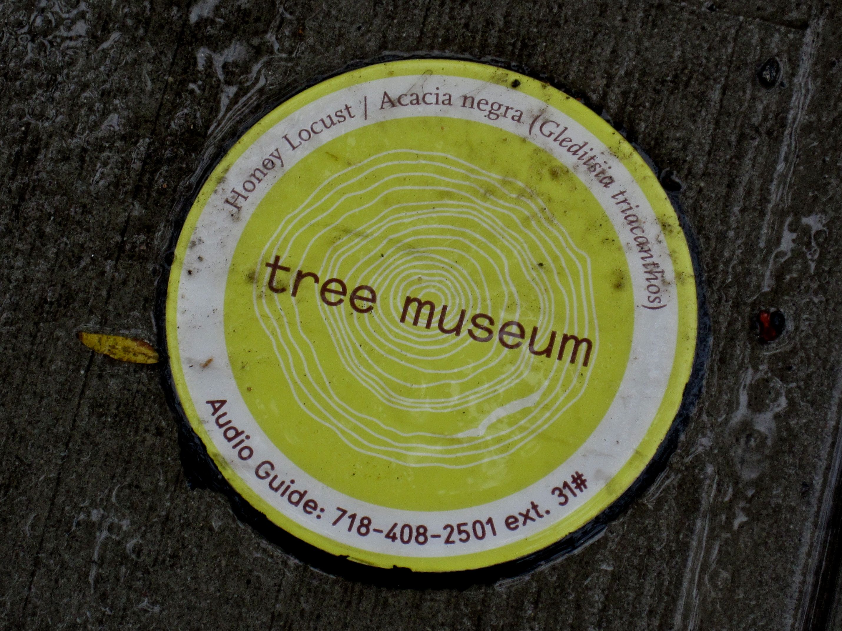 Tree Museum tree number 31