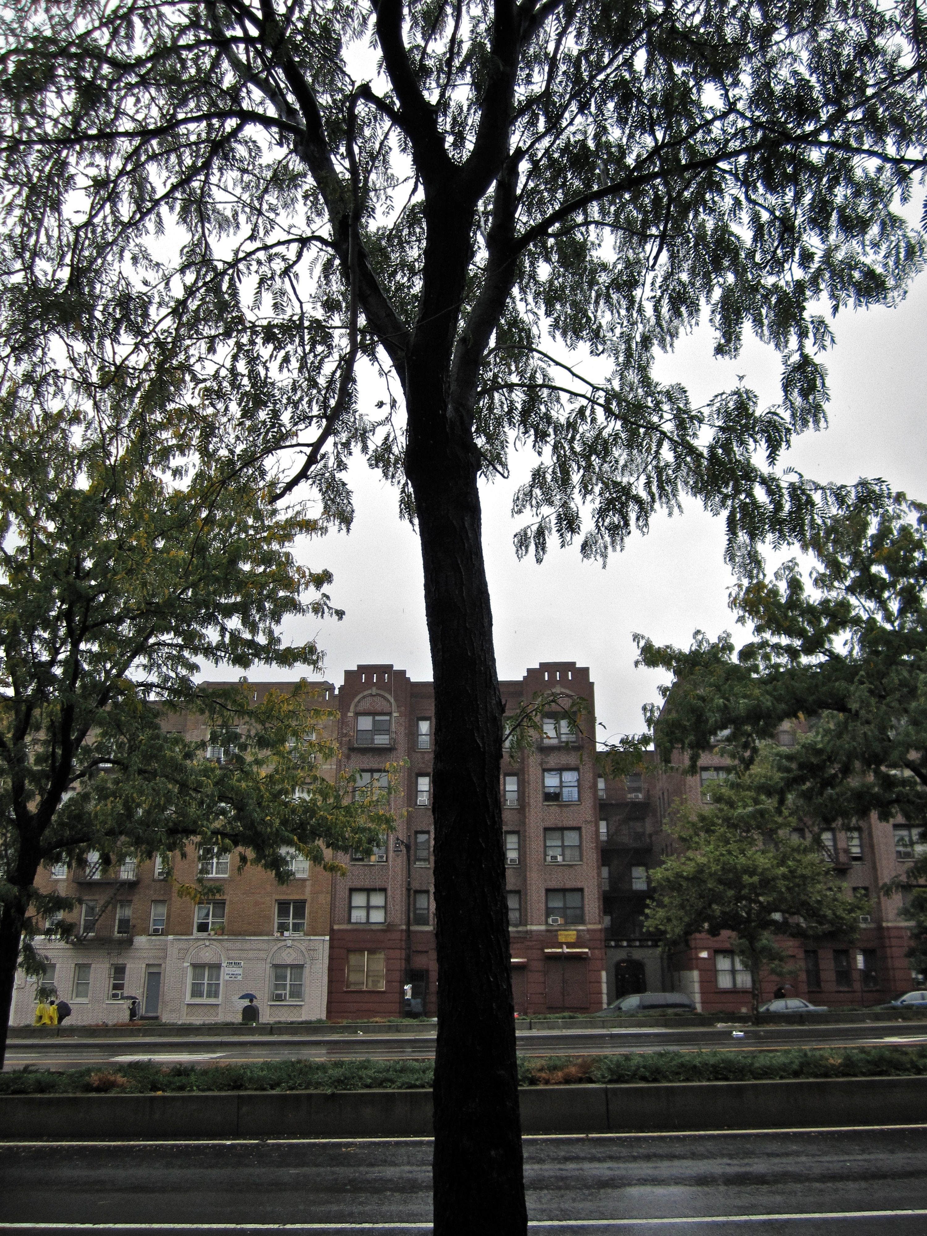 Tree Museum tree number 32