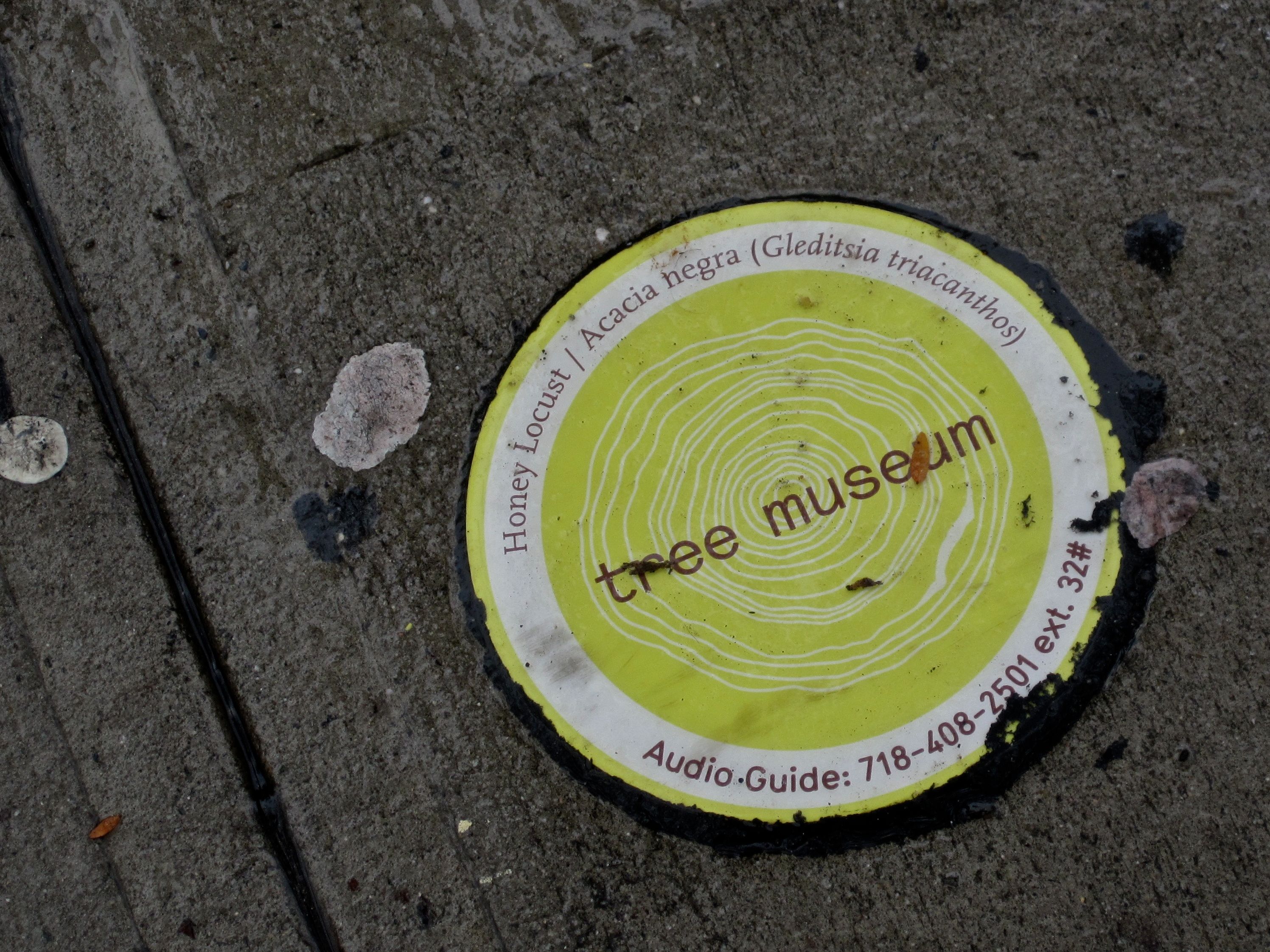 Tree Museum tree number 32