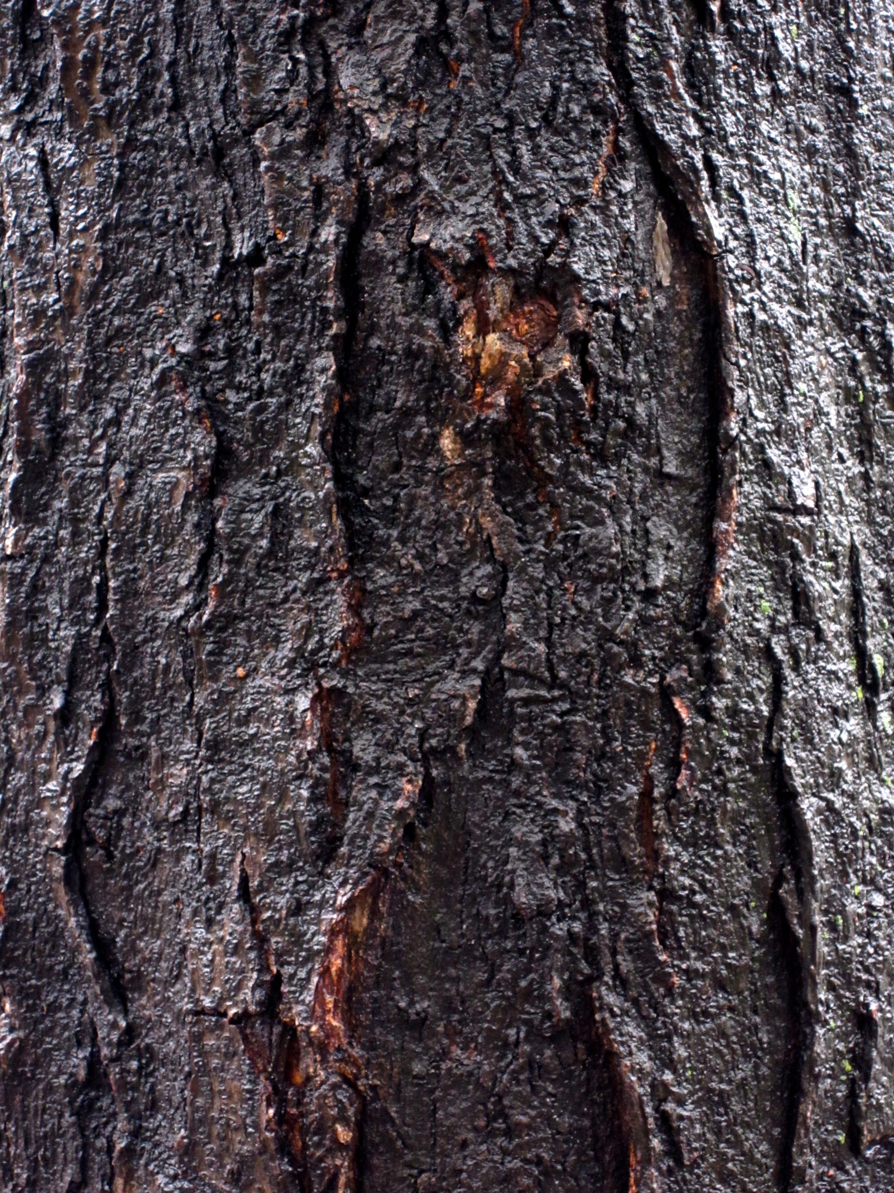 Tree Museum tree number 6