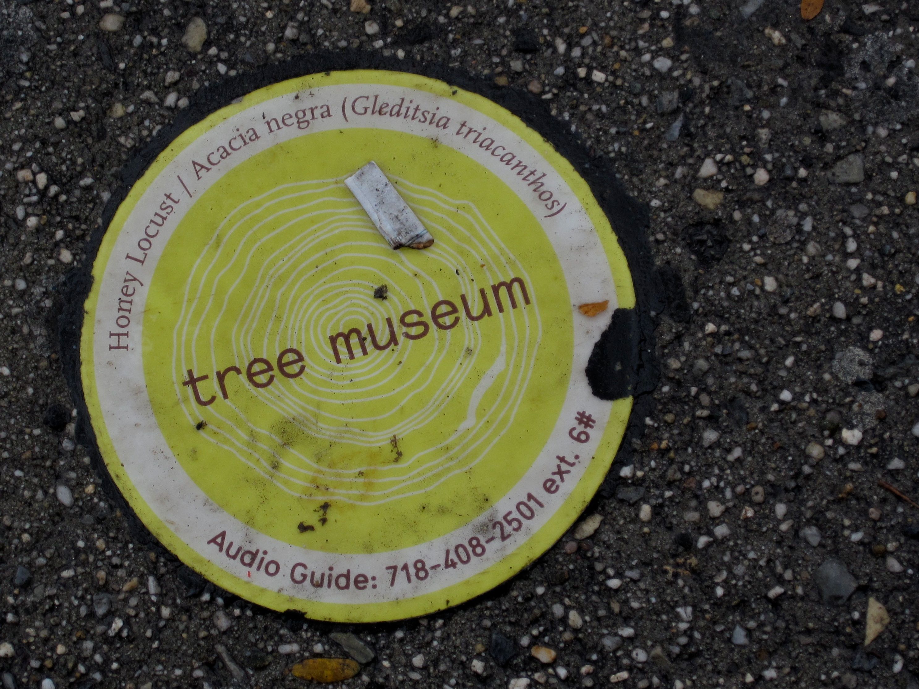 Tree Museum tree number 6