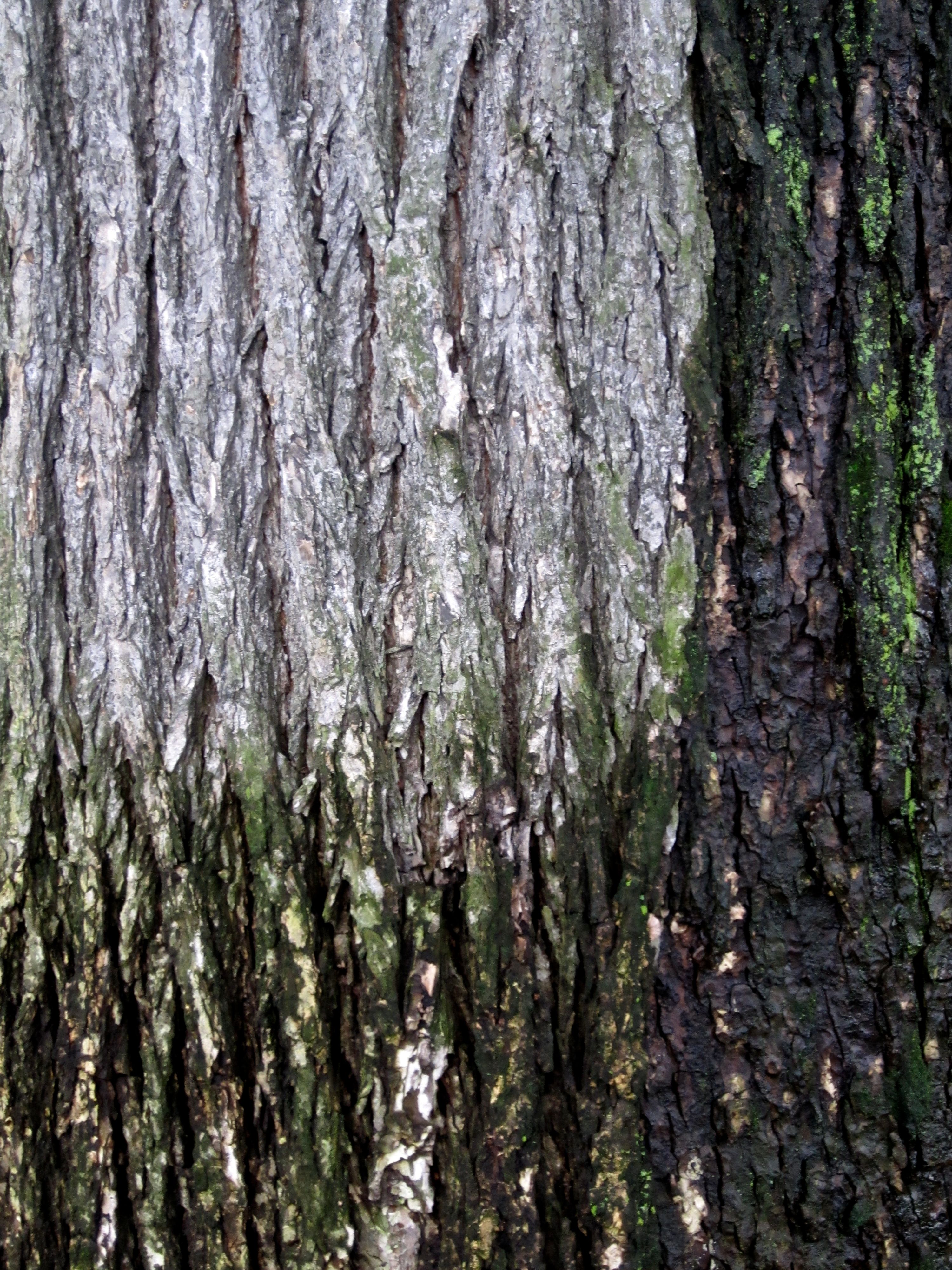 Tree Museum tree number 9