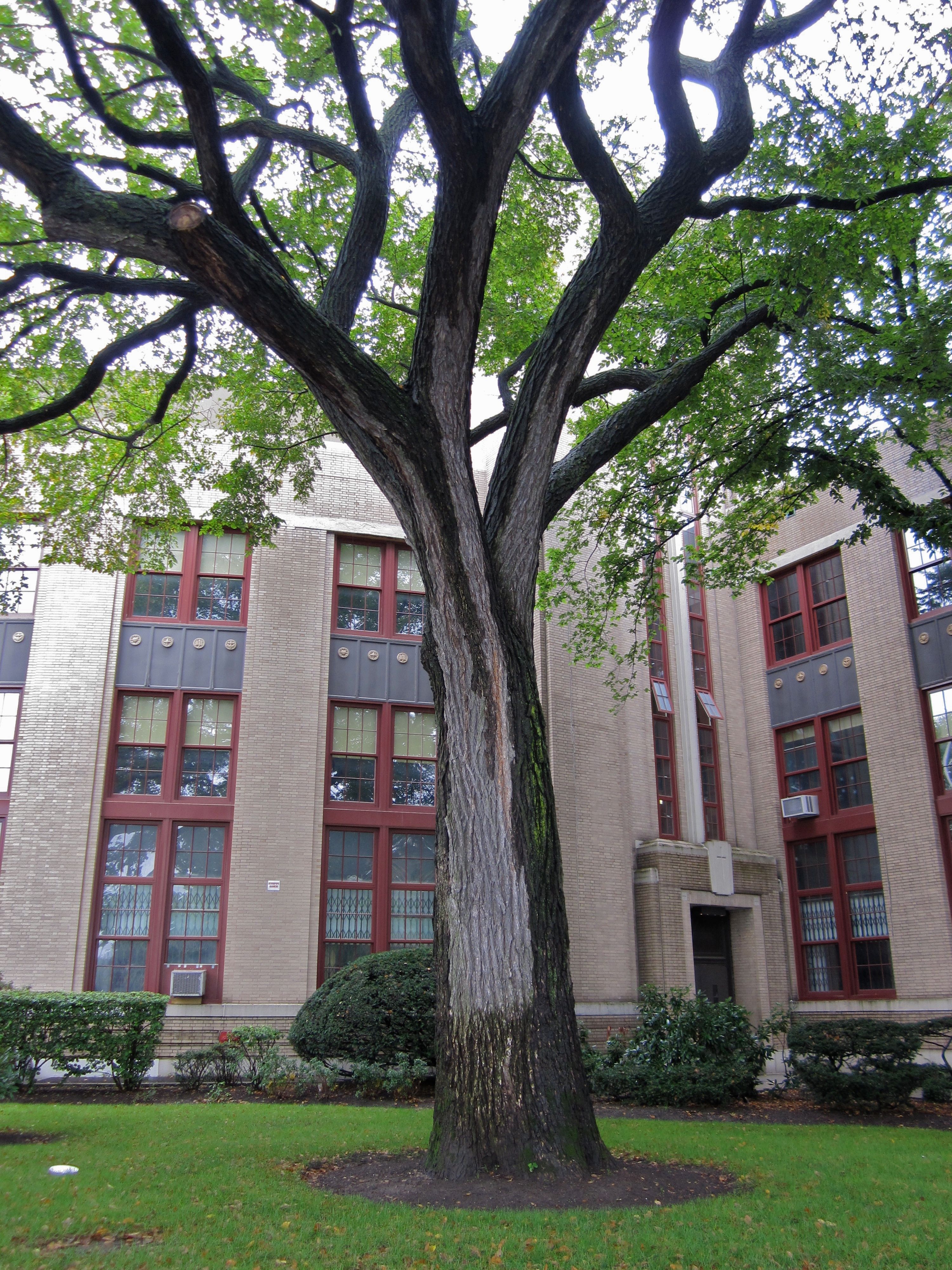 Tree Museum tree number 9